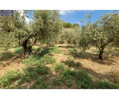Venta de finca rústica de 77 olivos en Otura (Granada)