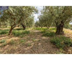 Venta de finca rústica de 77 olivos en Otura (Granada)