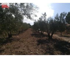 Parcela 4500m2, 39m2 contruido, a pocos metros de Ibi