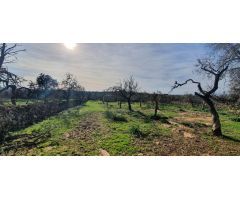 Parcela Urbanizable Sta Margalida con Vistas despejadas