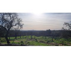 Parcela Urbanizable Sta Margalida con Vistas despejadas