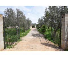 LA CASA DE LOS OLIVOS EN STA EUGENIA