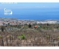 Finca de viñedos con casa en venta en Guia de Isora Tenerife