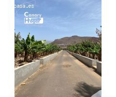 finca platanera en venta  de platanos ecológicos Guaza Arona