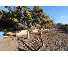 Terreno con casa en plena huerta de Murcia – Era Alta