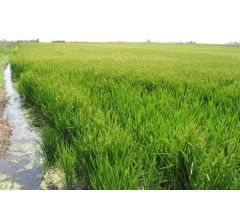 Arrozal en venta en Deltebre
