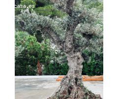 Chalet en Alquiler en Son Servera, Illes Balears