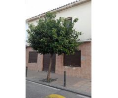 Local en alquiler, situado en primera línea comercial,  junto farmacia de Doña Remedios,