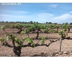 TERRENO AGRICOLA EN ARBOÇ