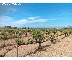 TERRENO AGRICOLA EN ARBOÇ