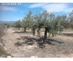 TERRENO AGRICOLA EN ARBOÇ