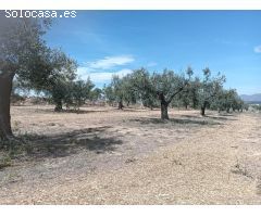 TERRENO AGRICOLA EN ARBOÇ