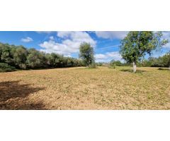Solar en Venta en Manacor, Islas Baleares