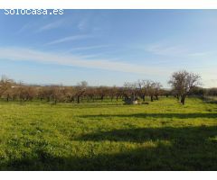 FINCA RÚSTICA EN VENTA EN CAMPANET