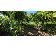 TERRENO PLANO EN BARONIA DE MAR (BELLVEI)