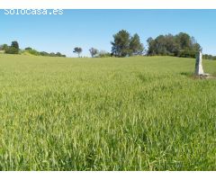 Terreno rural para construir en Santa Margalida, Mallorca