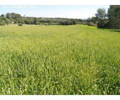 Terreno rural para construir en Santa Margalida, Mallorca