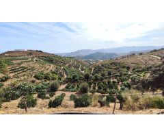3 CASAS INDEPENDIENTES + FINCA DE 10.6 HECTAREAS DE CULTIVO ECOLOGICO EN LA AXARQUIA