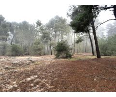 Finca rústica en venta en zona de Cuéllar. Ref.2022