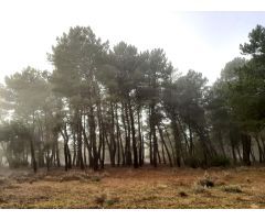 Finca rústica en venta en zona de Cuéllar. Ref.2022
