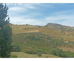 Parcela de Olivos en Pizarra.