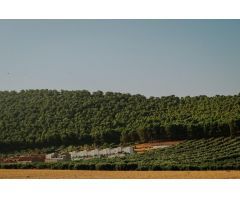 SOLARES A LA VENTA FRENTE A LA SIERRECILLA DE HUMILLADERO¡¡¡¡¡¡¡¡¡¡