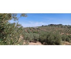 FINCA OLIVAR DE REGADIO CON CASA ESTA DISPONIBLE¡¡¡¡¡¡¡¡¡¡¡¡¡¡