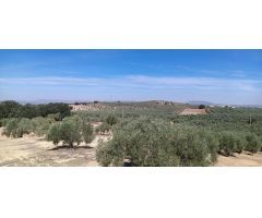 FINCA OLIVAR DE REGADIO CON CASA ESTA DISPONIBLE¡¡¡¡¡¡¡¡¡¡¡¡¡¡