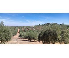 FINCA OLIVAR DE REGADIO CON CASA ESTA DISPONIBLE¡¡¡¡¡¡¡¡¡¡¡¡¡¡