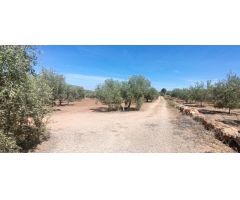 FINCA OLIVAR DE REGADIO CON CASA ESTA DISPONIBLE¡¡¡¡¡¡¡¡¡¡¡¡¡¡