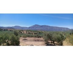 FINCA OLIVAR DE REGADIO CON CASA ESTA DISPONIBLE¡¡¡¡¡¡¡¡¡¡¡¡¡¡