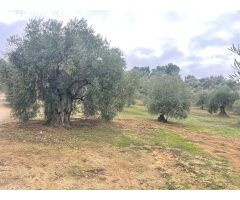 PARCELA RUSTICA EN LA ZONA DE LAS HUERTAS DEL RIO DE ARCHIDONA SALE A LA VENTA¡¡¡¡¡¡¡¡¡¡¡¡¡¡¡¡¡¡¡¡¡¡