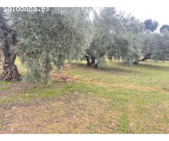 PARCELA RUSTICA EN LA ZONA DE LAS HUERTAS DEL RIO DE ARCHIDONA SALE A LA VENTA¡¡¡¡¡¡¡¡¡¡¡¡¡¡¡¡¡¡¡¡¡¡