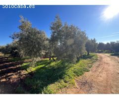 EN EXCLUSIVA PARCELA CON CASA CERCA DE ANTEQUERA¡¡¡¡¡¡¡¡