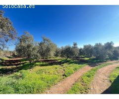 EN EXCLUSIVA PARCELA CON CASA CERCA DE ANTEQUERA¡¡¡¡¡¡¡¡
