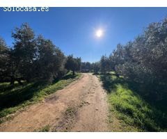 EN EXCLUSIVA PARCELA CON CASA CERCA DE ANTEQUERA¡¡¡¡¡¡¡¡