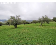 Espectacular finca en la localidad de Alozaina