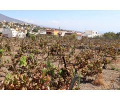 FINCA EN PRODUCCION CON CASA GÜIMAR