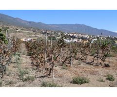 FINCA EN PRODUCCION CON CASA GÜIMAR
