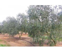 FINCA RÚSTICA CON PLANTACIÓN DE AVELLANOS Y OLIVOS EN REUS