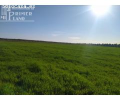 Se venden 13 hectareas de tierra blanca en la zona de la Alavesa