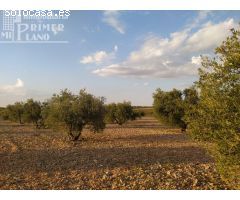 Se vende finca rustica destinada a olivo, la finca cuenta con 36.203 m2 En el paraje La Garza.