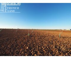 Se venden 4,5 hectareas de tierra de secano con viña baja y almendros en la zona de Galindo