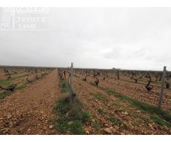 Se venden 8 hectareas de viña de emparrado con agua de pozo