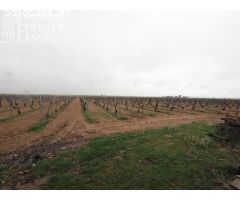Se venden 8 hectareas de viña de emparrado con agua de pozo
