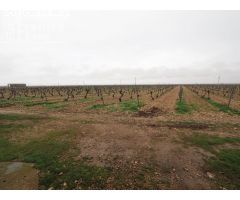 Se venden 8 hectareas de viña de emparrado con agua de pozo