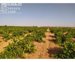 Se venden 2,1 hectareas de viña de regadio de la variedad tempranillo junto a Tomelloso