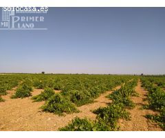 Se vende 1 fanega de viña de secano de la variedad tempranillo en el paraje en Risco