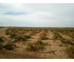 Se venden 2 hectareas de viña de regadio en Socuellamos