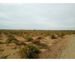 Se venden 7 fanegas de tierra de regadio de consorico junto a la hermita de San Isidro